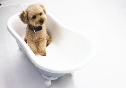 東京 埼玉 神奈川 東京近郊の「デザイナーズマンション」物件